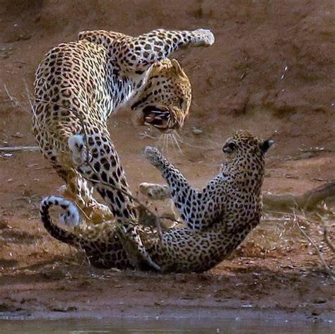 the fight between leopards